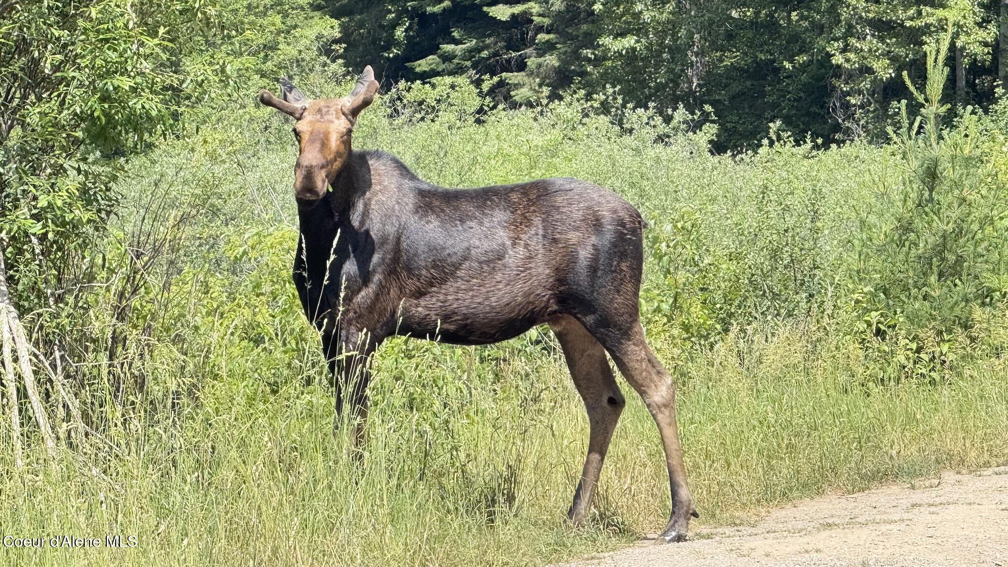 10832 Old River Road Kingston, ID 83839 - Photo 23 of 23 IMG_5656