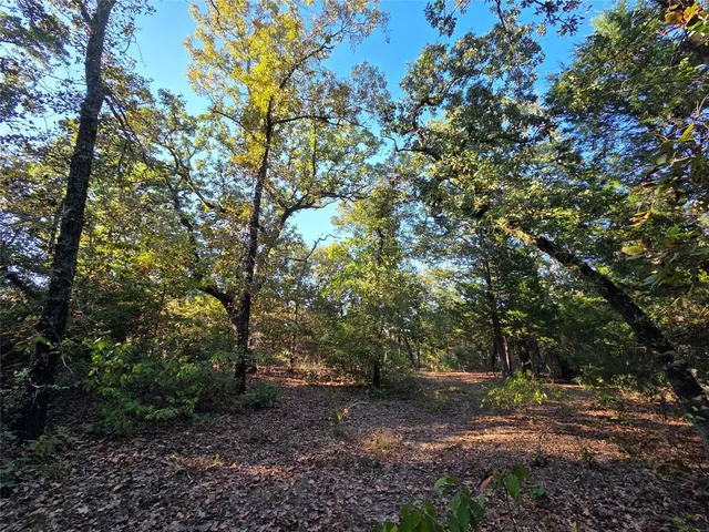 a view of a forest with trees in the background