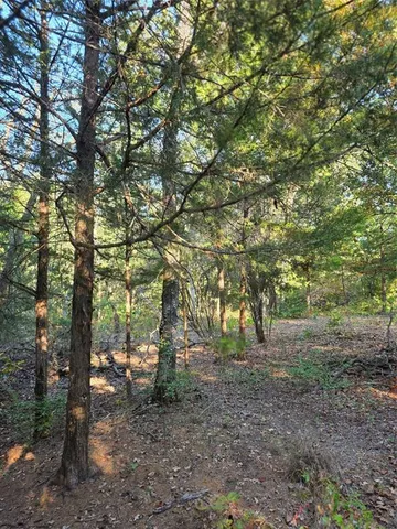 a view of a forest with large trees
