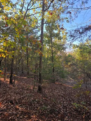 a view of a forest with trees in the background