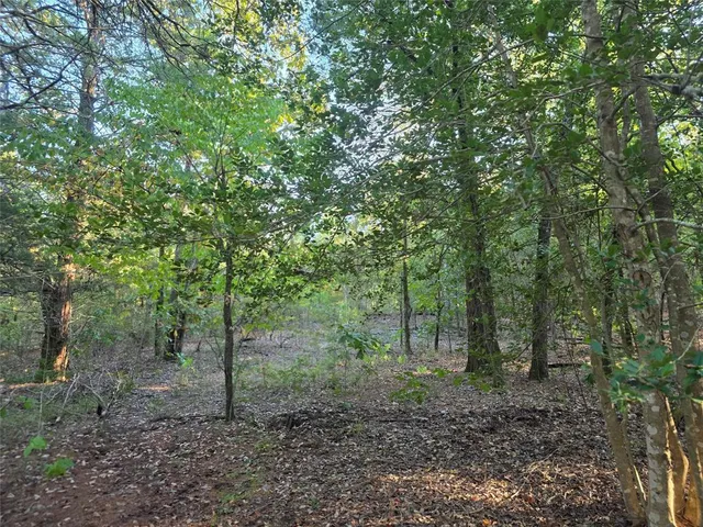 a view of a yard with plants and trees