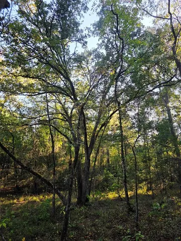 a view of yard with green space