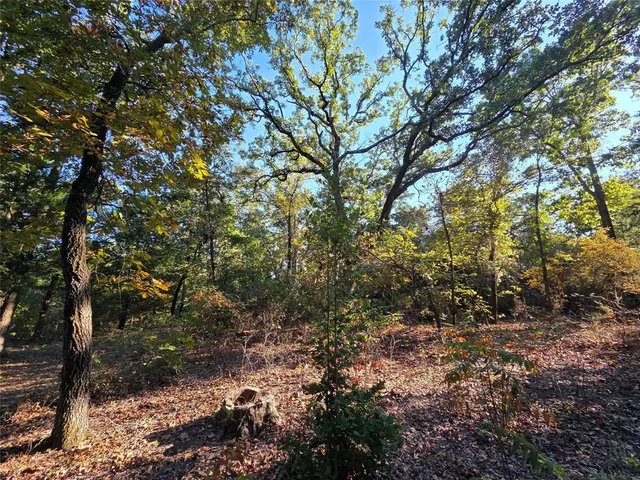 a view of a forest with trees in the background