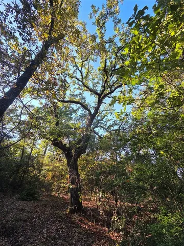 a view of a forest with trees