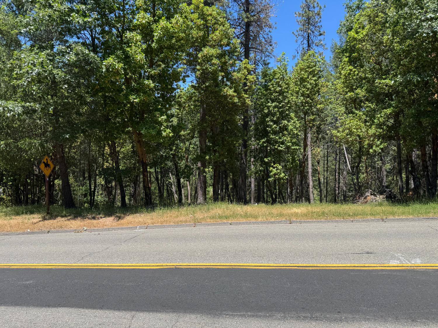 a view of a yard with a trees