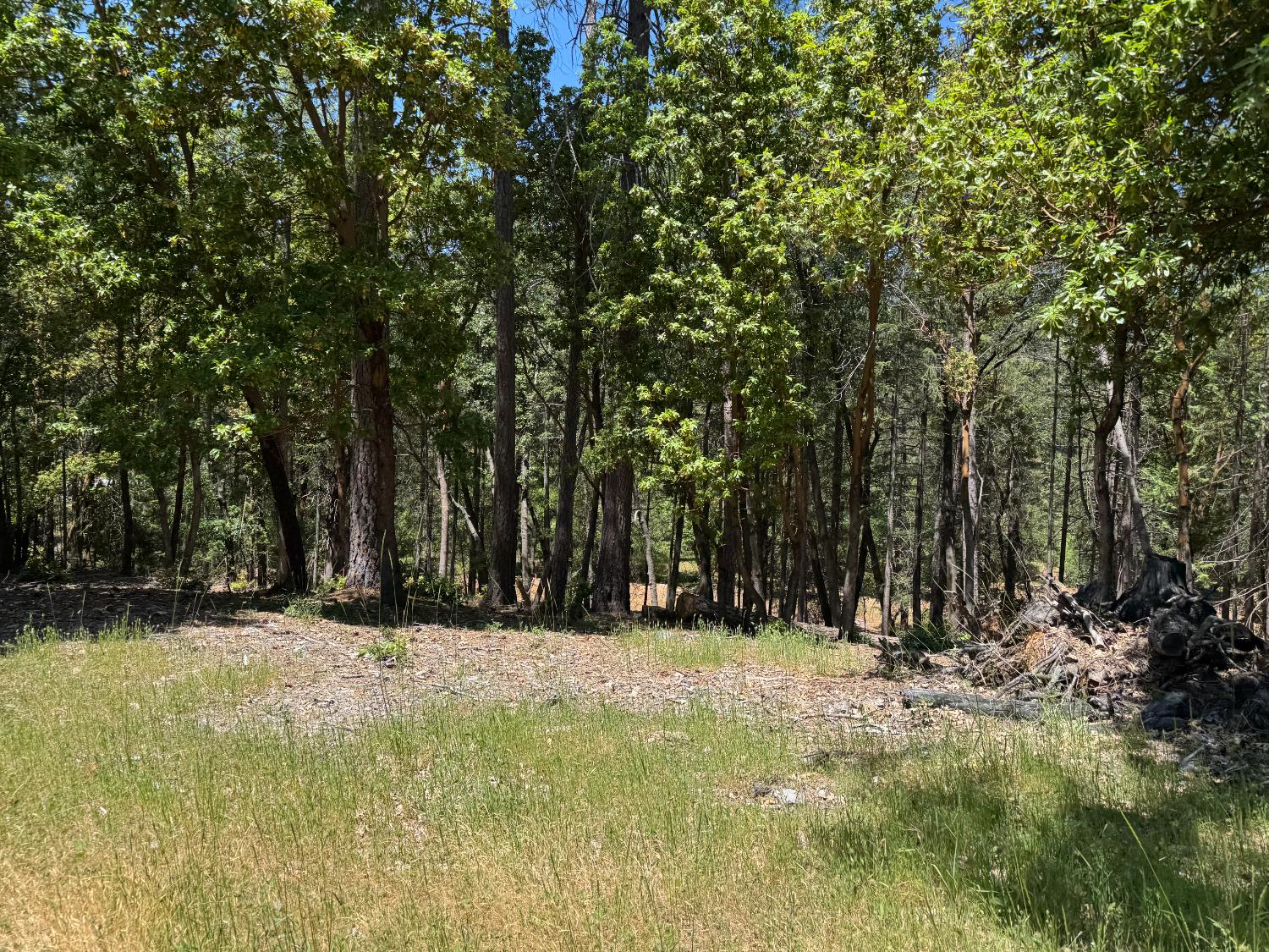 20945 Todd Valley Road Foresthill, CA 95631 - Photo 2 of 6 a view of swimming pool with a trees