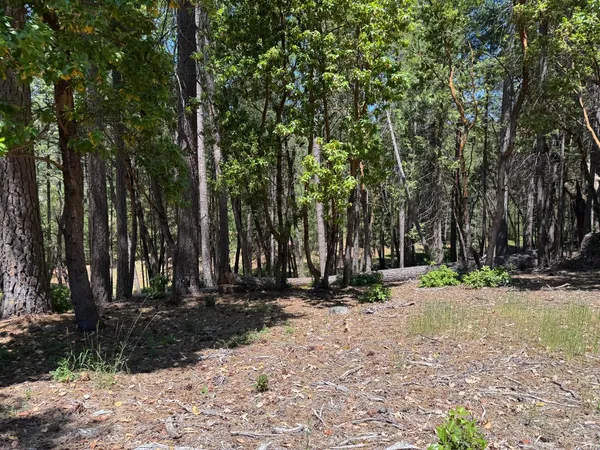 a view of outdoor space with trees