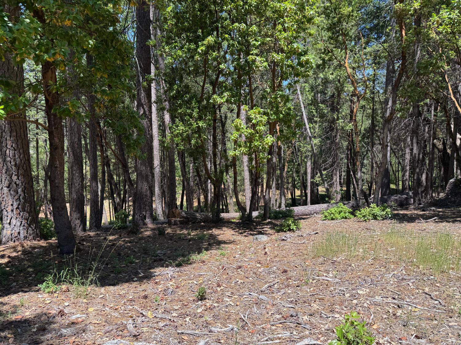 20945 Todd Valley Road Foresthill, CA 95631 - Photo 5 of 6 a view of outdoor space with trees