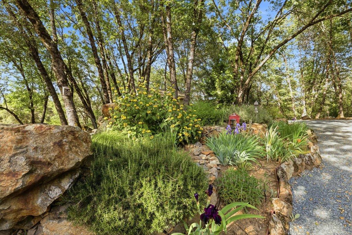 12531 Lowhills Road Nevada City, CA 95959 - Photo 86 of 92 a view of a garden with plants and large trees