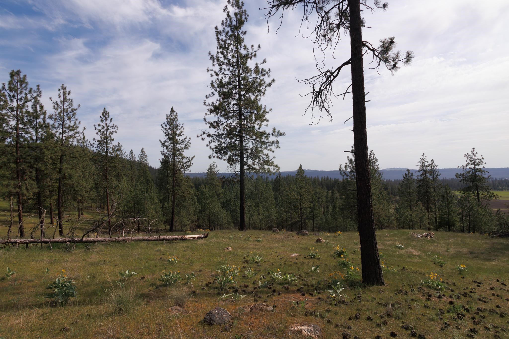 Tbd North Corkscrew Canyon Road, Unit PARCEL B Tumtum, WA 99034 - Photo 9 of 13