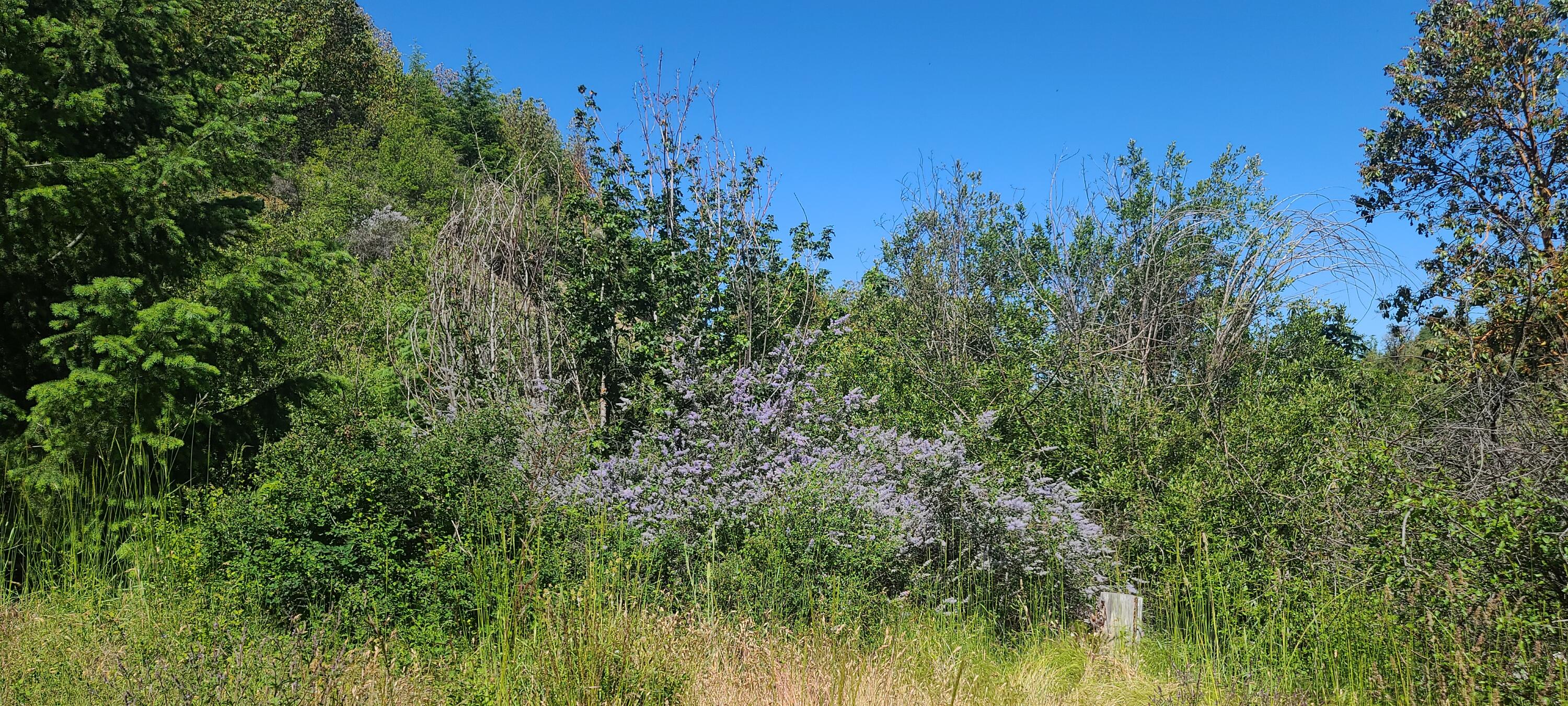 Yale Cr Road Jacksonville, OR 97530 - Photo 28 of 28 20220622_102147