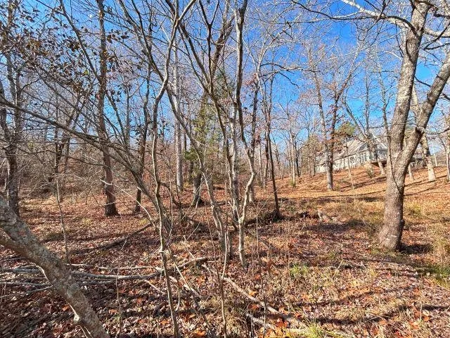 a view of empty yard with large trees
