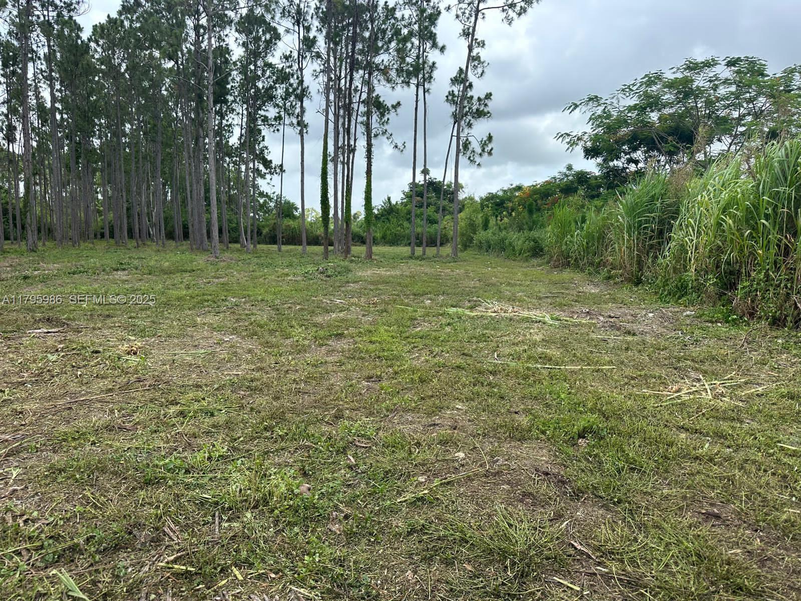 a big yard with lots of green space and trees