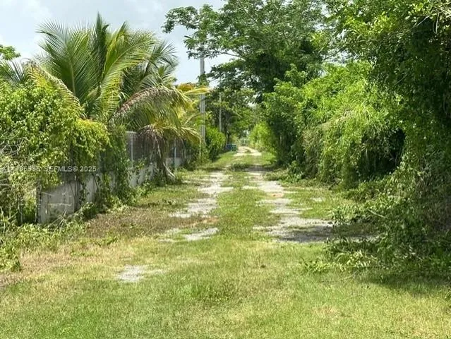 a view of a yard with a tree