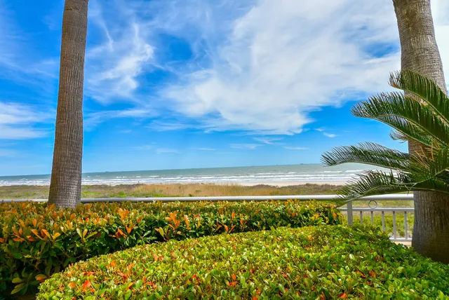 a view of a swimming pool with lawn chairs potted plants and palm trees