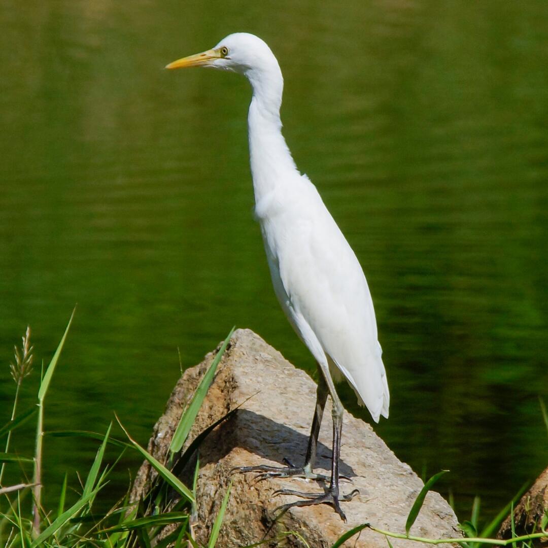 4443 Burrowpit Road Hollywood, SC 29449 - Photo 6 of 58 egret