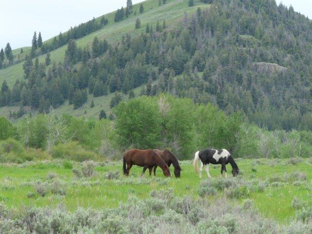 503 Antelope Creek Road Moore, ID 83255 - Photo 12 of 40 P1010892