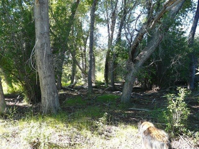 503 Antelope Creek Road Moore, ID 83255 - Photo 33 of 40 P1020114