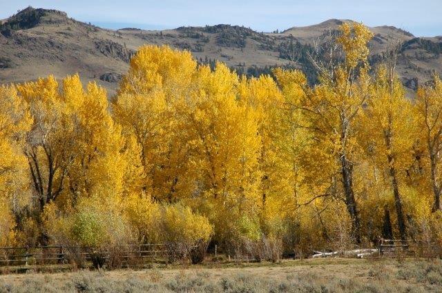 503 Antelope Creek Road Moore, ID 83255 - Photo 34 of 40 _DSC3269