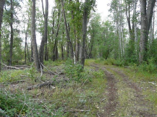 503 Antelope Creek Road Moore, ID 83255 - Photo 36 of 40 P1020165
