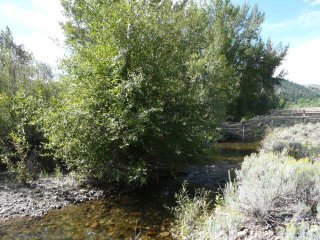 503 Antelope Creek Road Moore, ID 83255 - Photo 38 of 40 P1020192