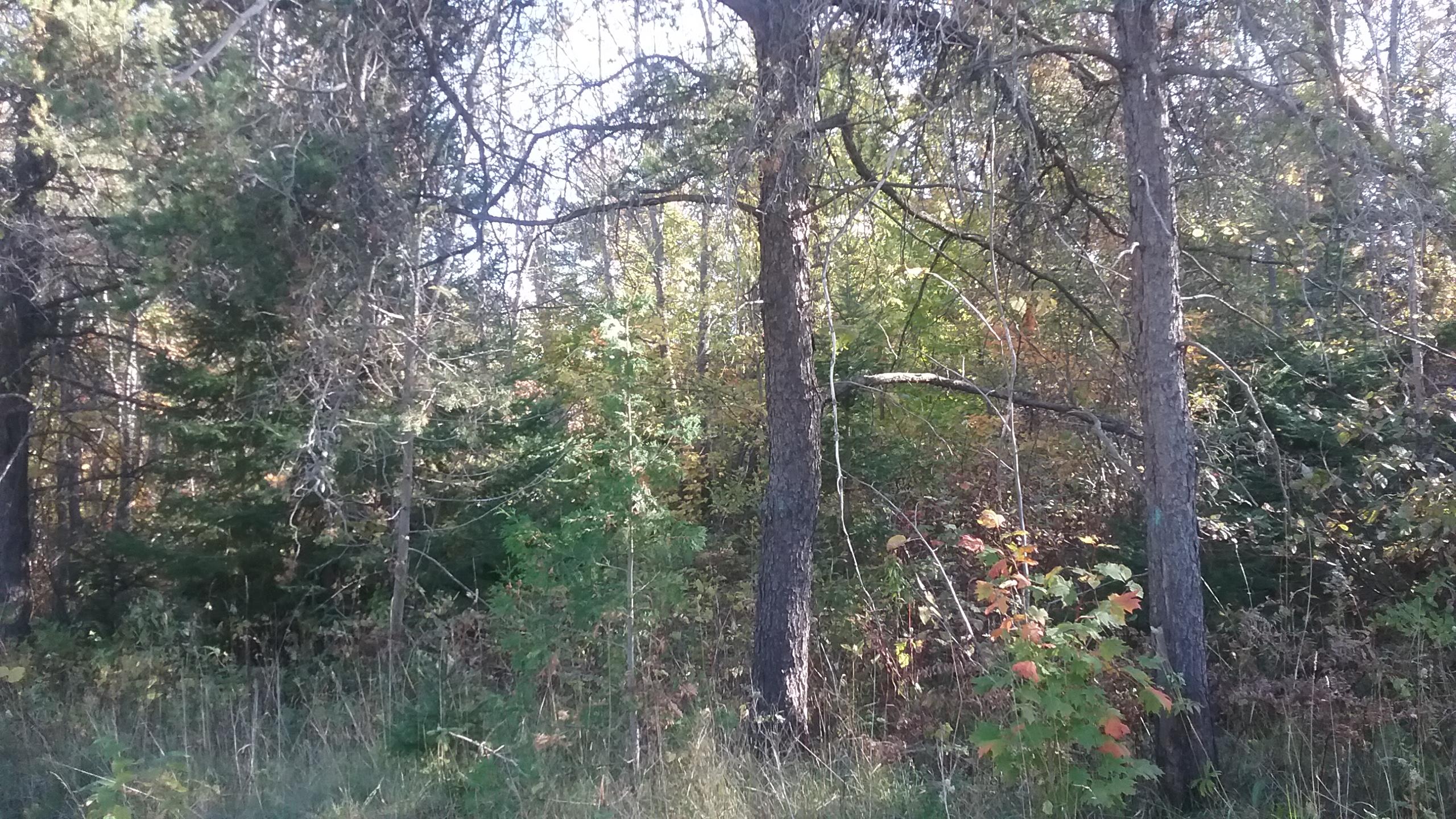 3167 Mullett Burt Road Cheboygan, MI 49721 - Photo 5 of 9 Gallery Image 5