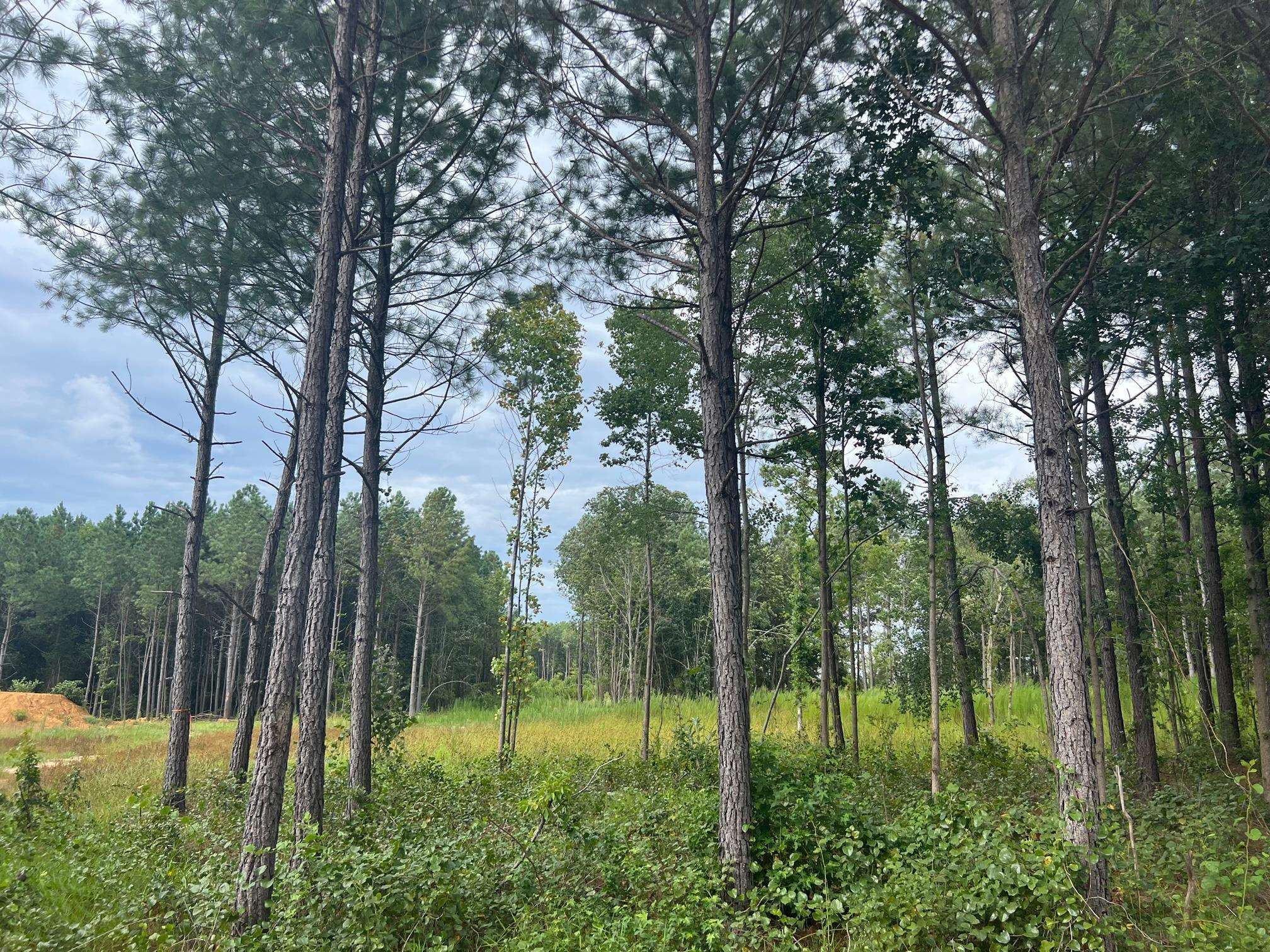 Frazier Rd Spring Spring Hope, NC 27882 - Photo 3 of 7 Photo 3