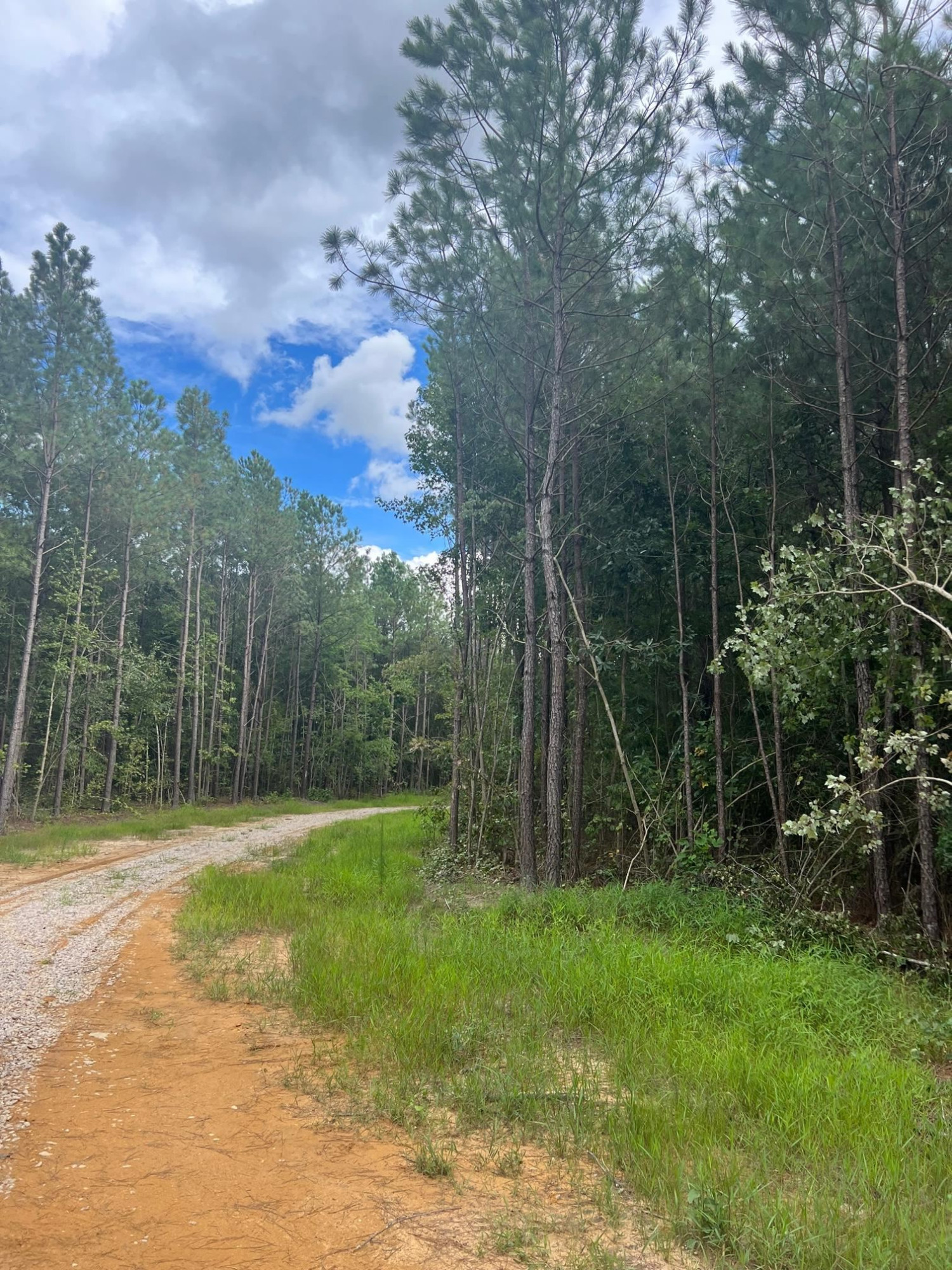 Frazier Rd Spring Spring Hope, NC 27882 - Photo 4 of 7 Photo 4