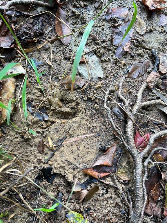 5191 Island Ford Road Randleman, NC 27317 - Photo 26 of 26 Lots of wildlife on property