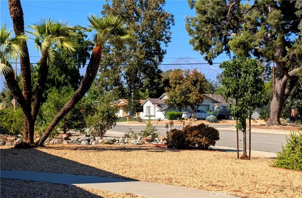 a view of a park with large trees