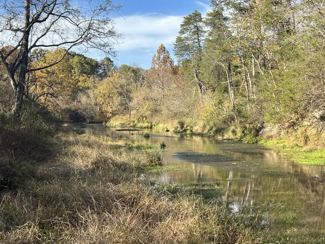 a view of yard along with trees