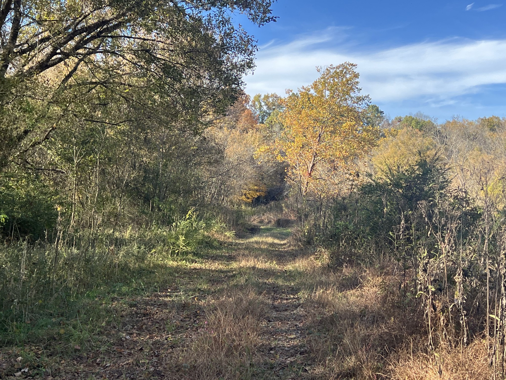 901 Britton Springs Road Clarksville, TN 37042 - Photo 14 of 31 a view of a yard with a tree