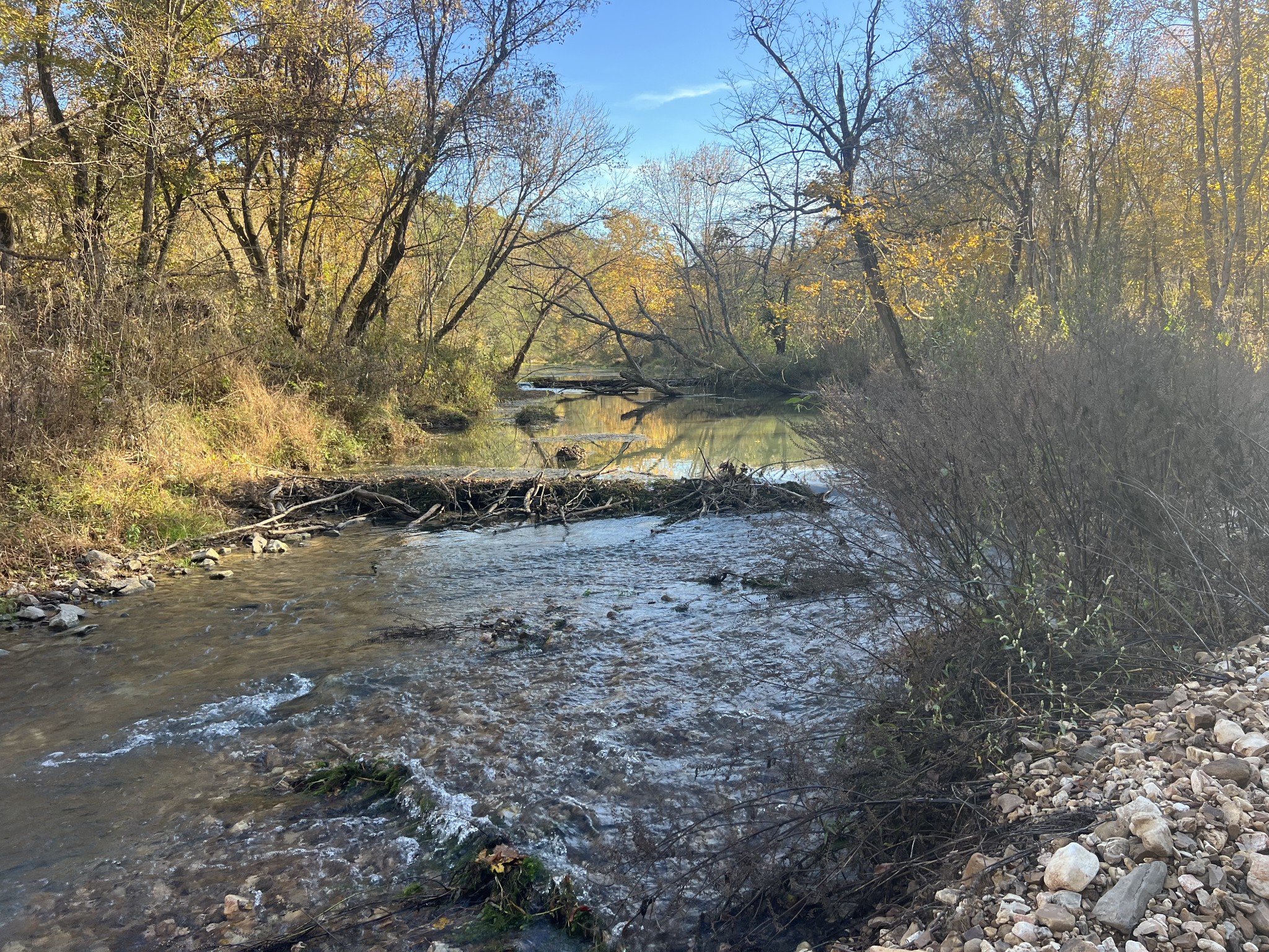 901 Britton Springs Road Clarksville, TN 37042 - Photo 16 of 31 a view of yard along with trees