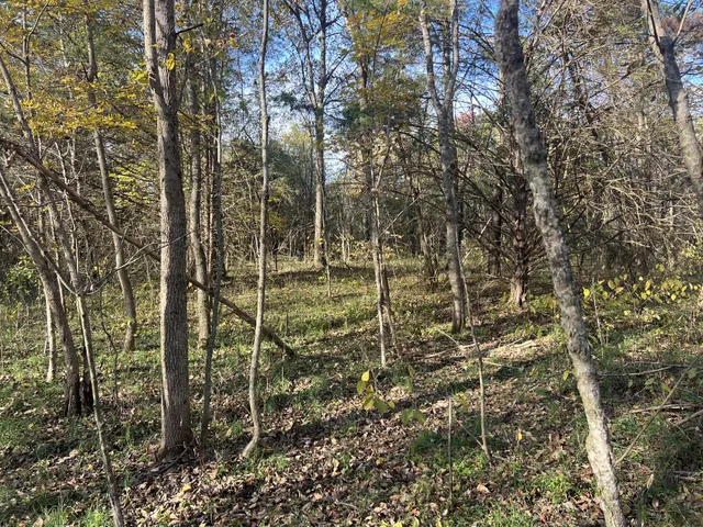 a view of lake from a tree