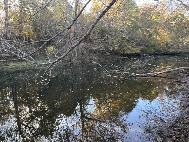 a view of a forest with large trees