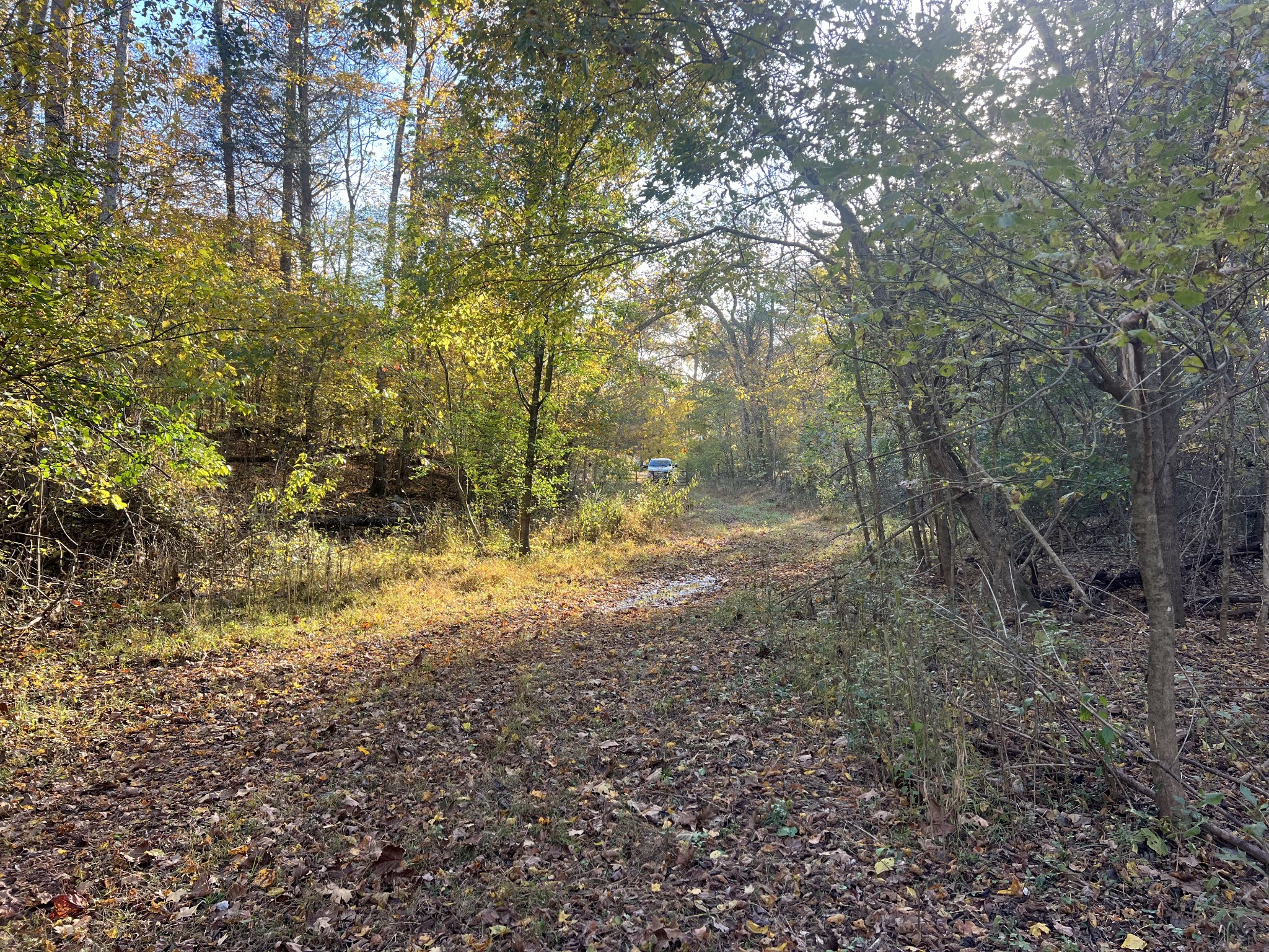 901 Britton Springs Road Clarksville, TN 37042 - Photo 25 of 31 a view of a yard with a tree