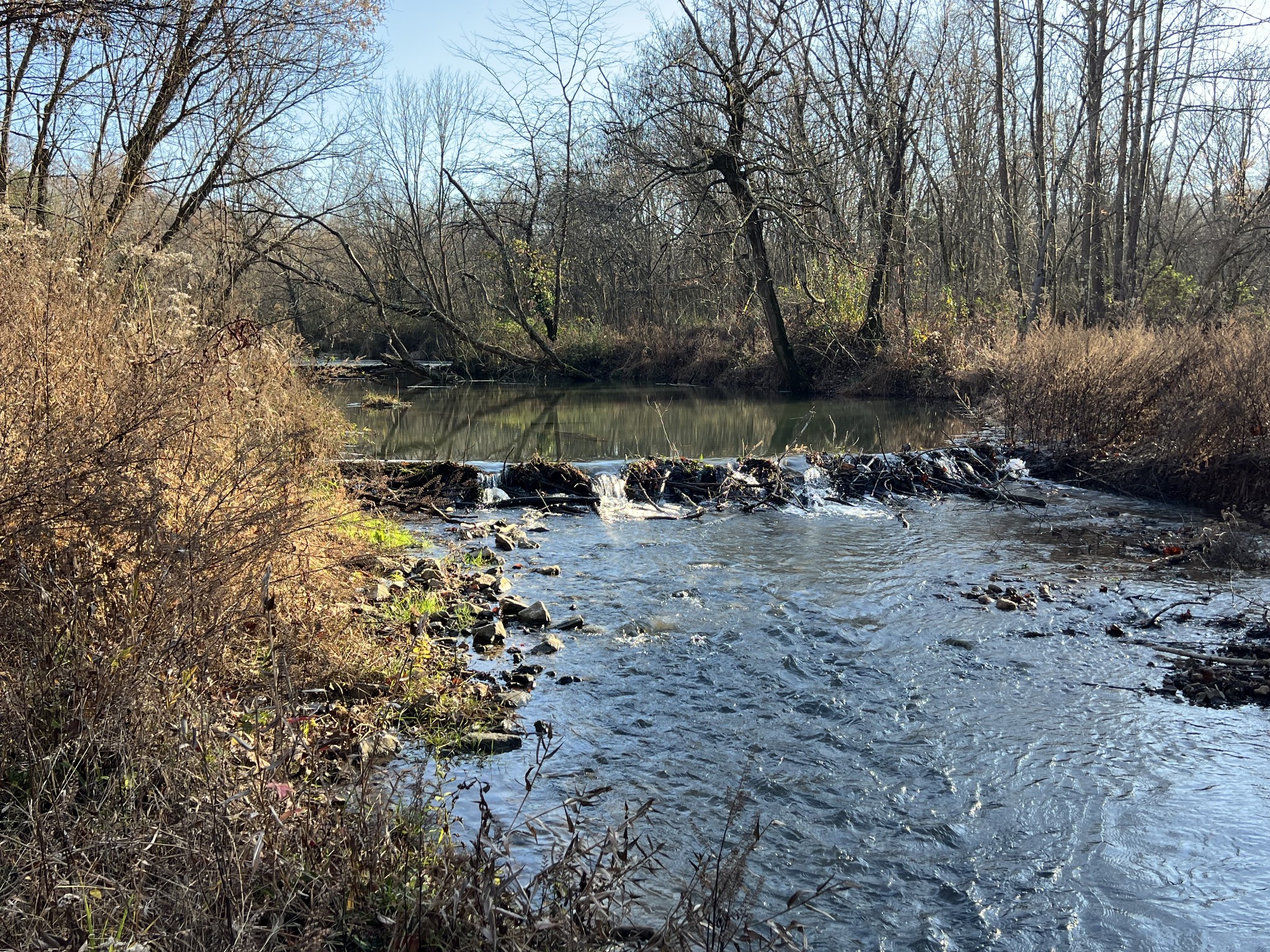 901 Britton Springs Road Clarksville, TN 37042 - Photo 28 of 31 a view of a forest with large trees
