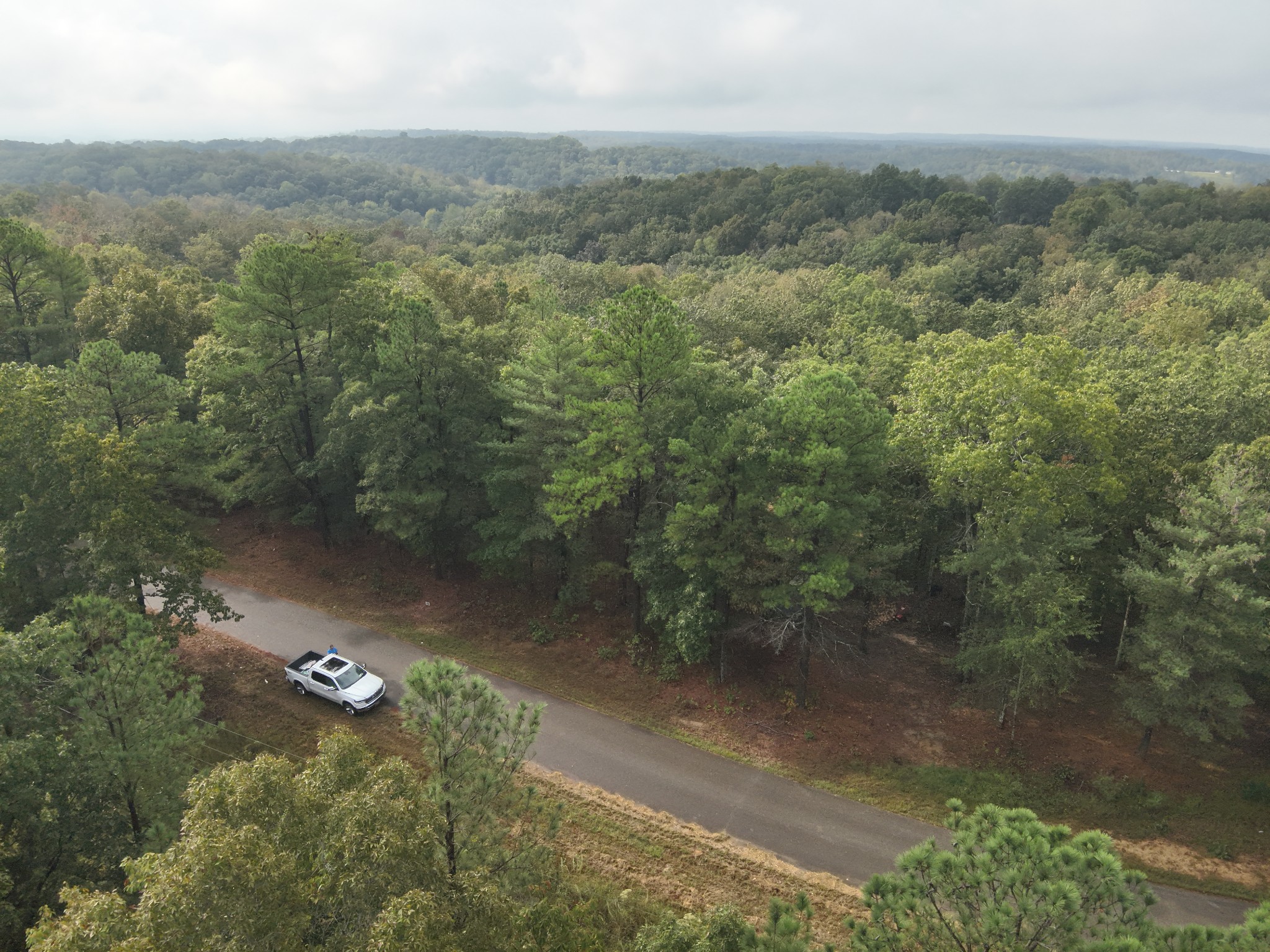a view of a forest with a street