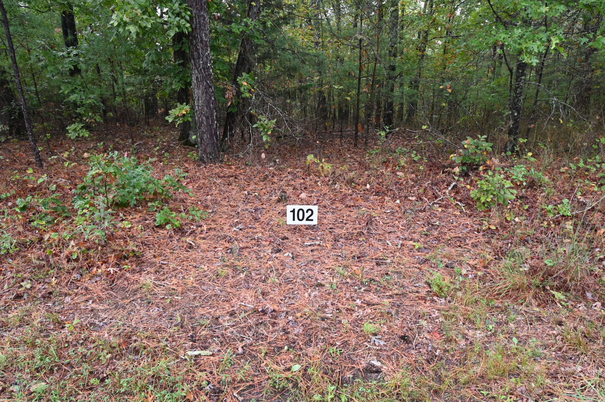 46 Hardison Lane Linden, TN 37096 - Photo 4 of 9 a view of a forest with trees in the background