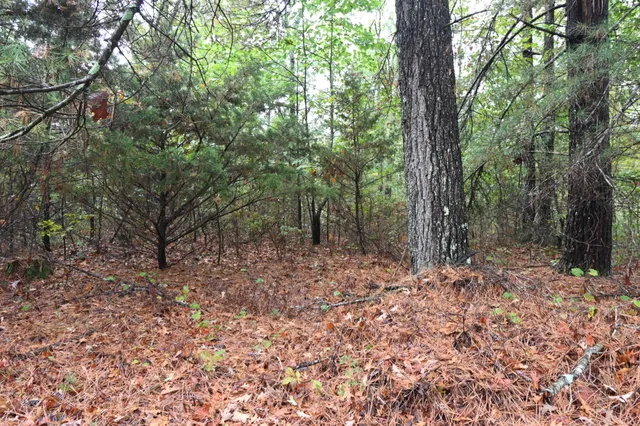 a view of a forest filled with trees