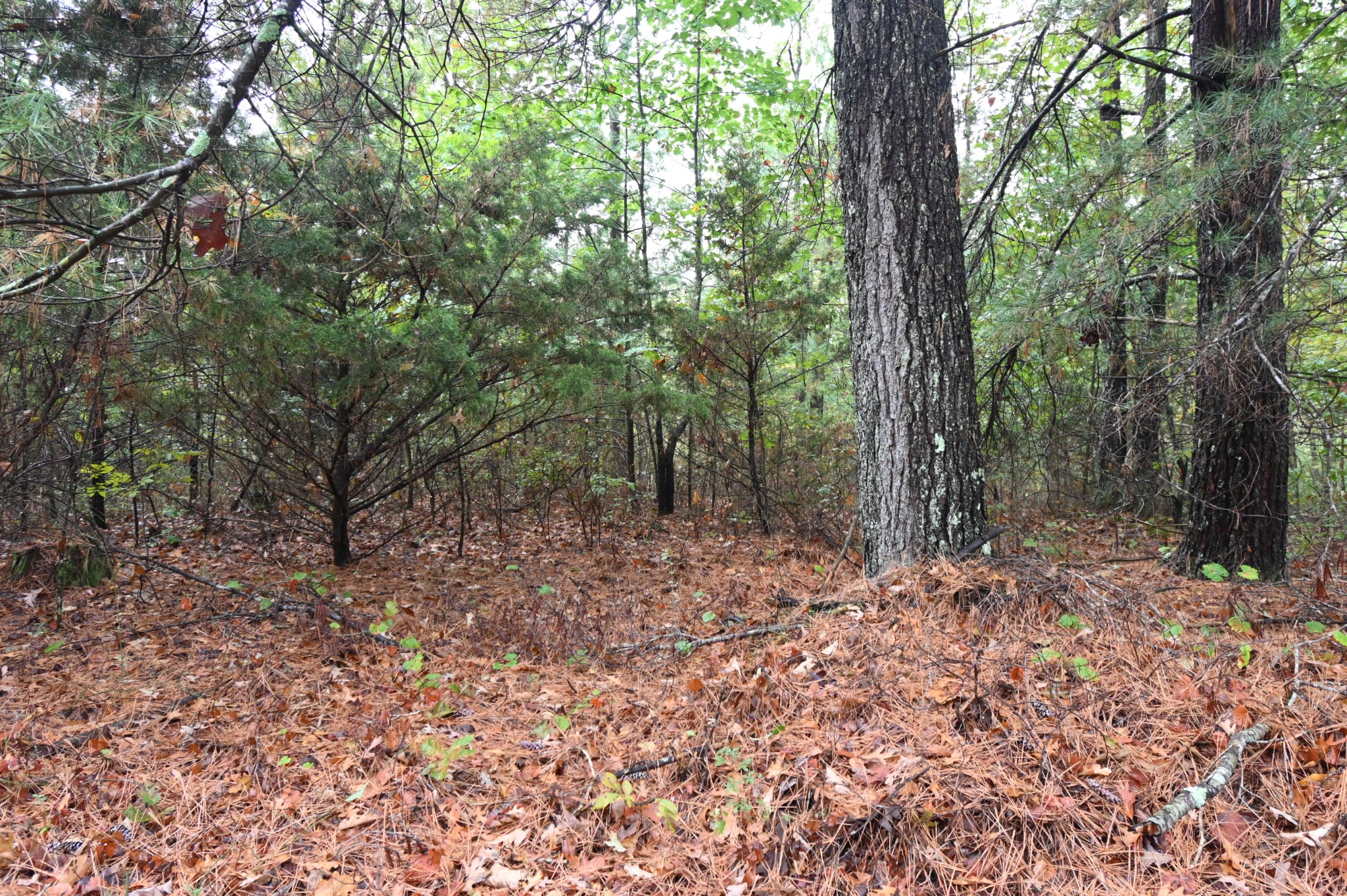 46 Hardison Lane Linden, TN 37096 - Photo 5 of 9 a view of a forest filled with trees