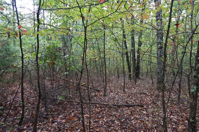 a view of a forest with lots of trees