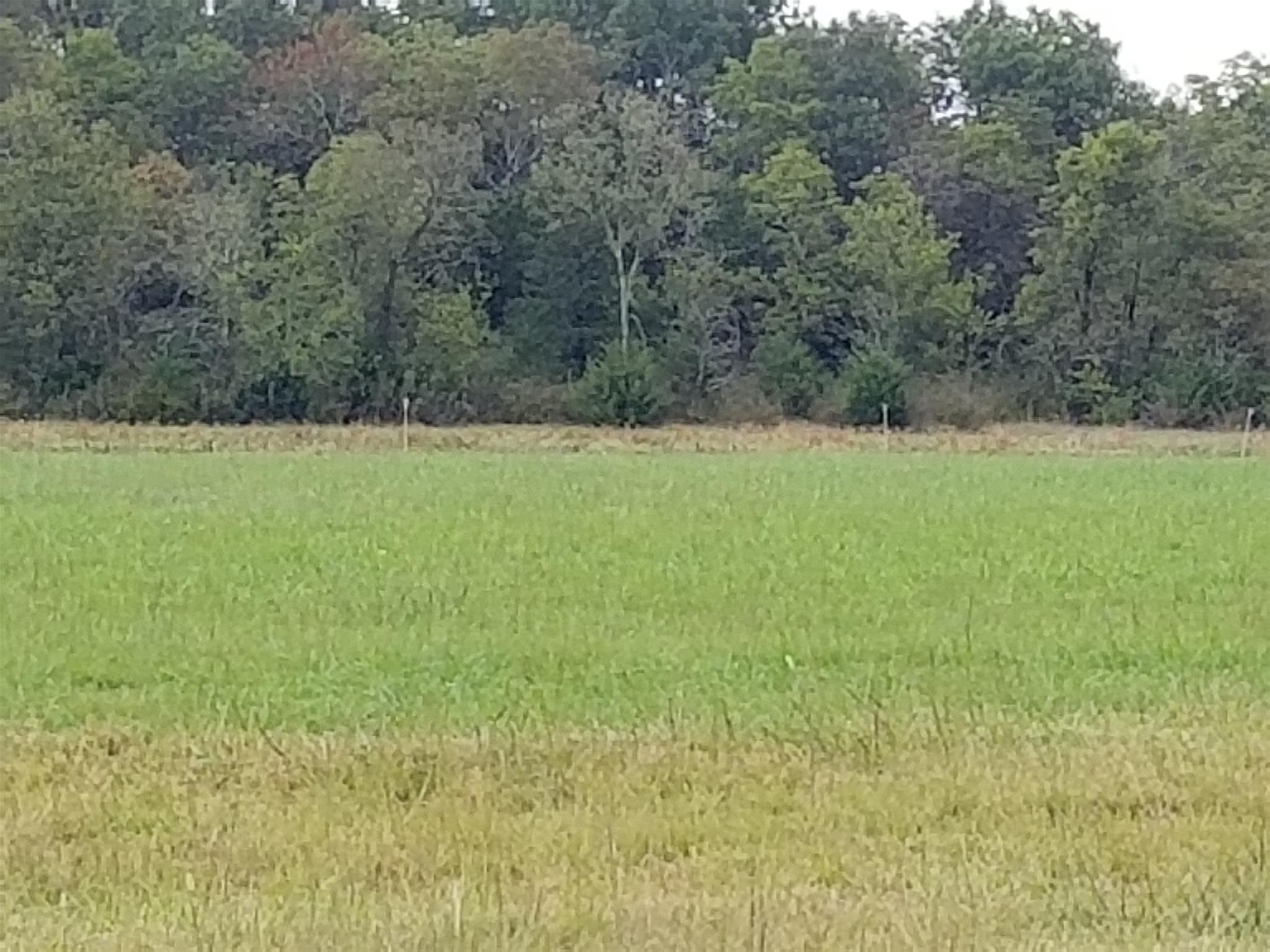 7941 Manus Road Murfreesboro, TN 37127 - Photo 24 of 30 Open land on property