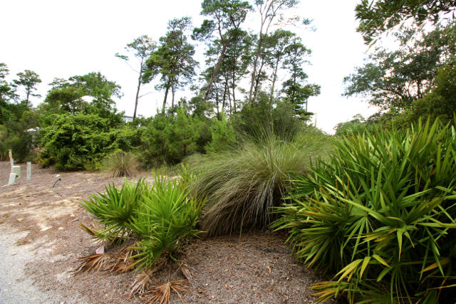 a view of a plant in a garden