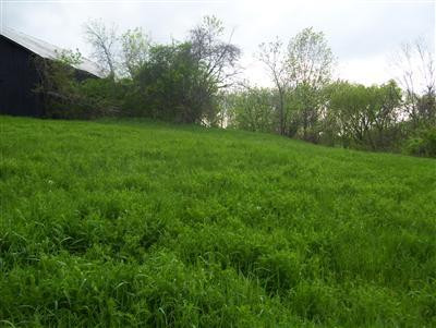 0 Kennedy Ridge Road Falmouth, KY 41040 - Photo 11 of 14 Gallery Image 11