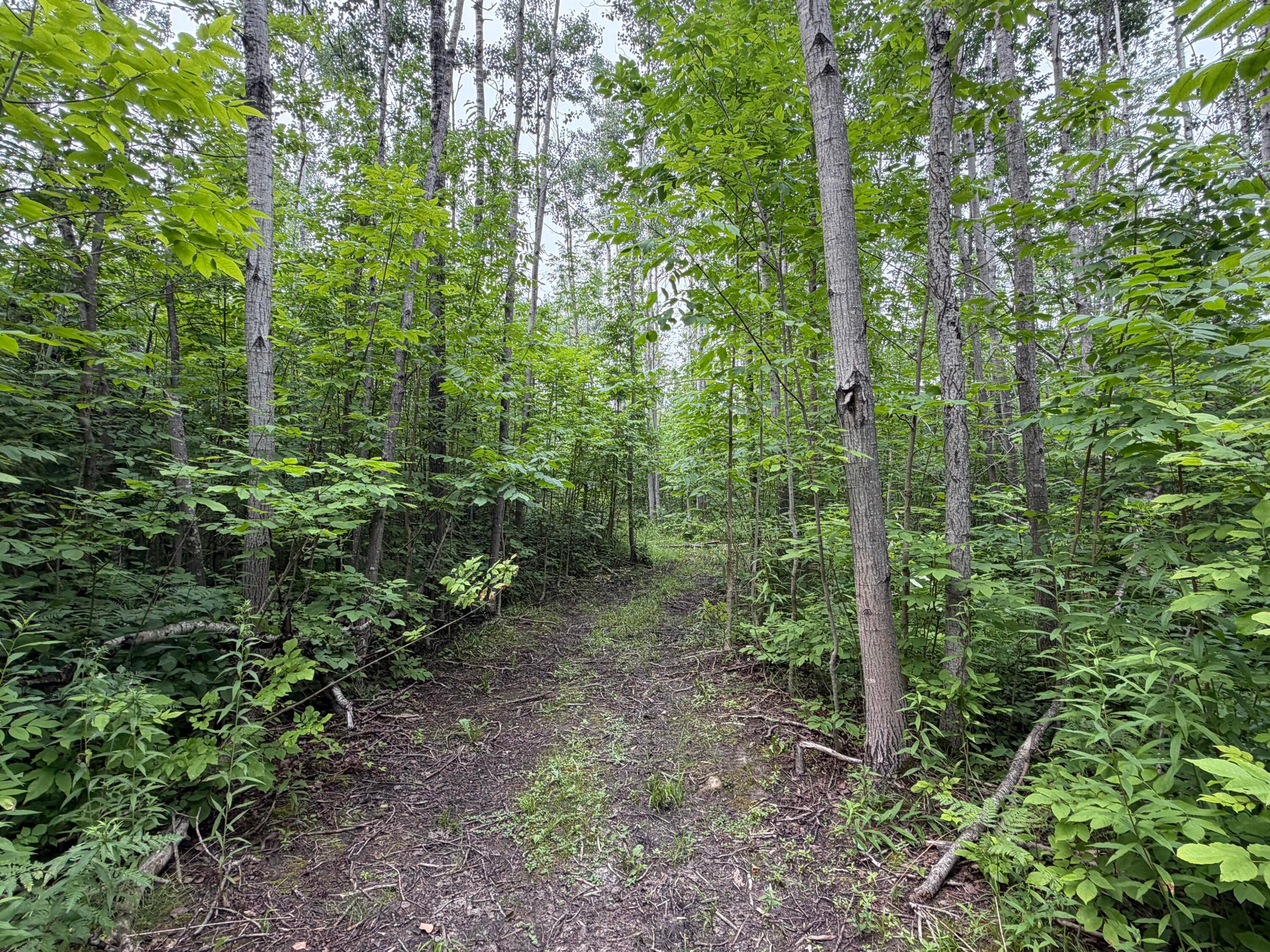 16386 Paradise Road Lachine, MI 49753 - Photo 11 of 25 Gallery Image 11