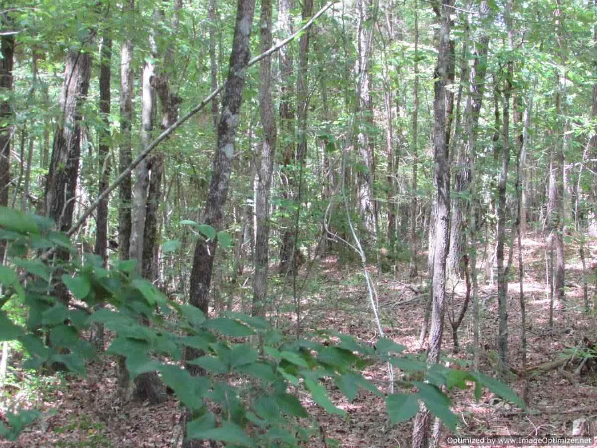 0 Mt Zion Road Camden, MS 39045 - Photo 1 of 11 Photo 1