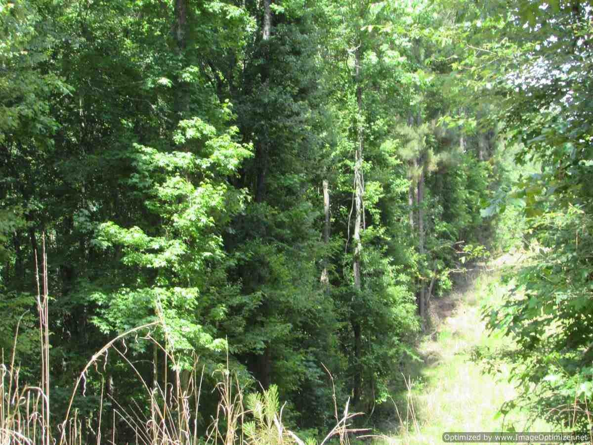 0 Mt Zion Road Camden, MS 39045 - Photo 4 of 11 Photo 4