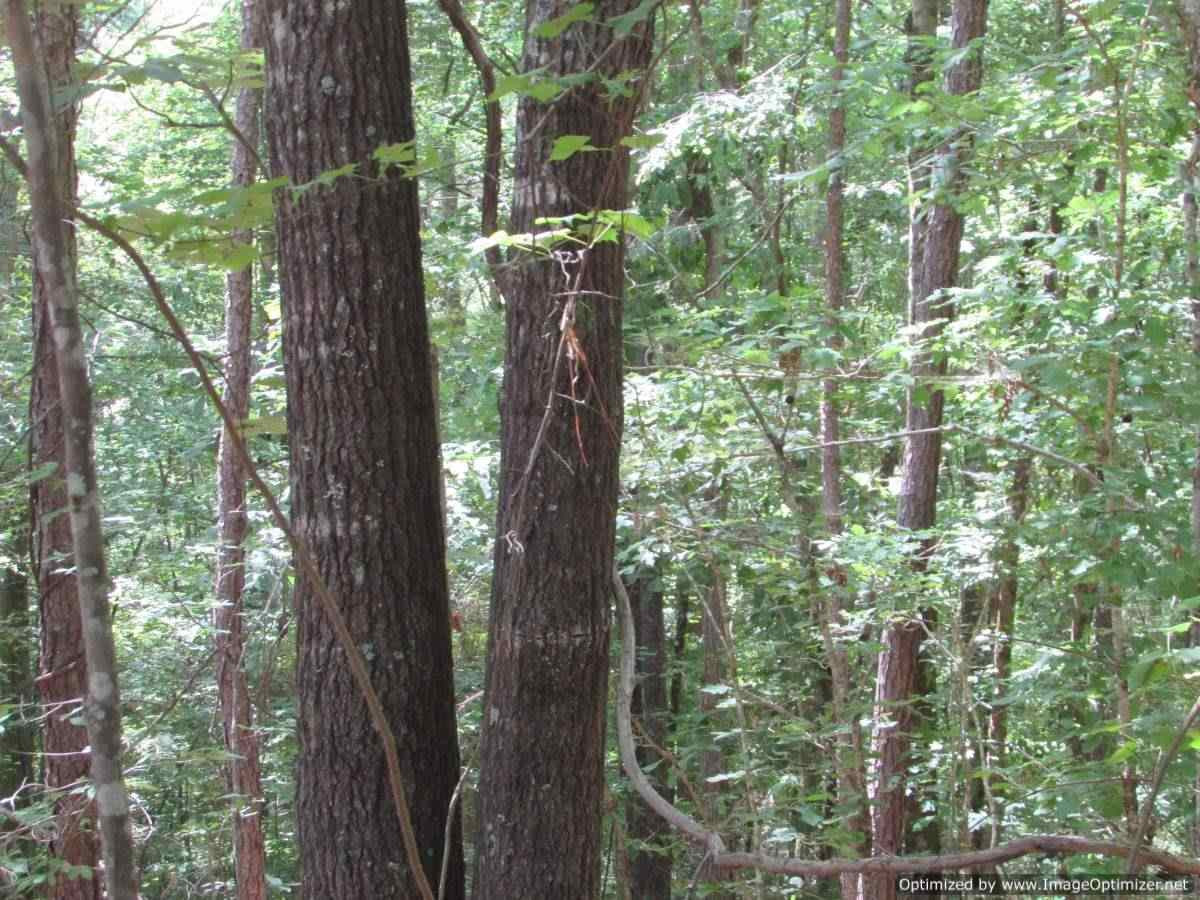 0 Mt Zion Road Camden, MS 39045 - Photo 5 of 11 Photo 5