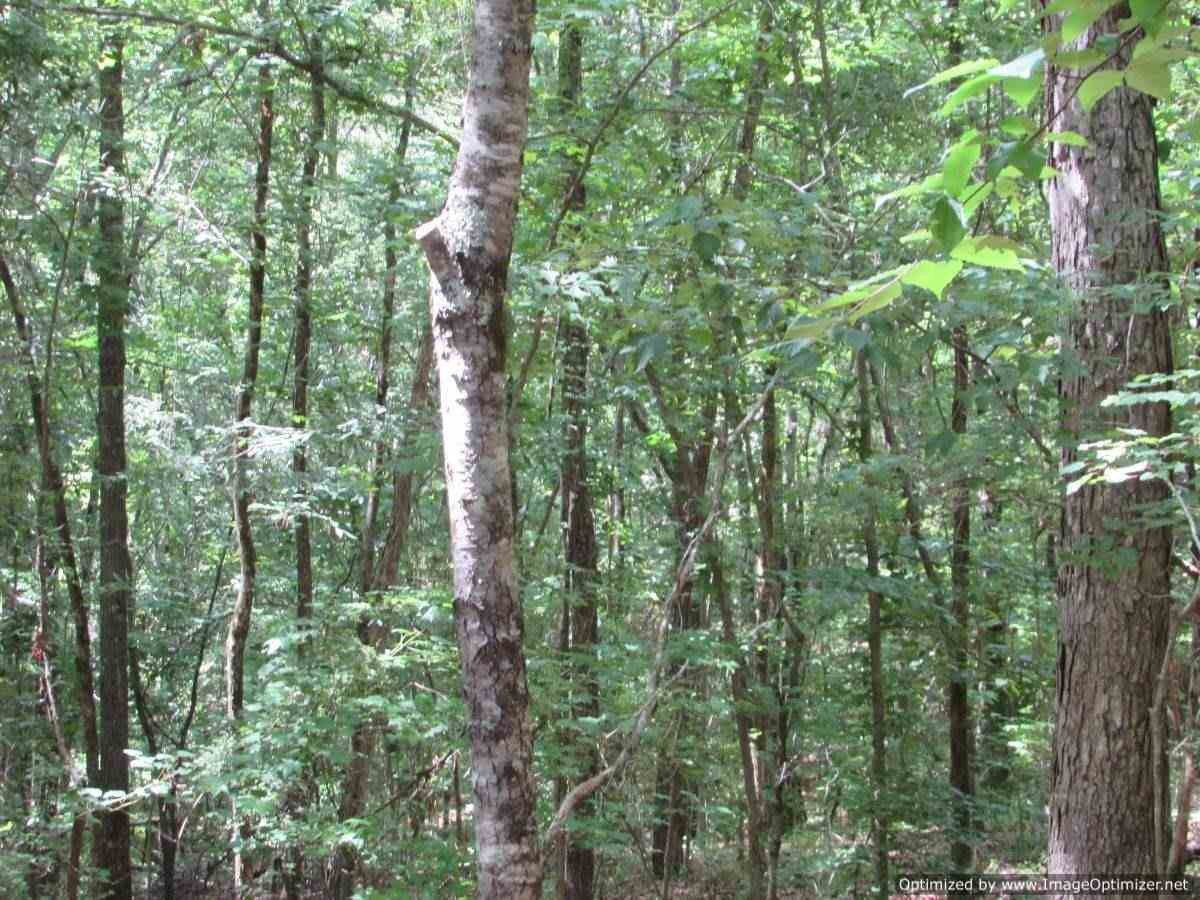 0 Mt Zion Road Camden, MS 39045 - Photo 6 of 11 Photo 6